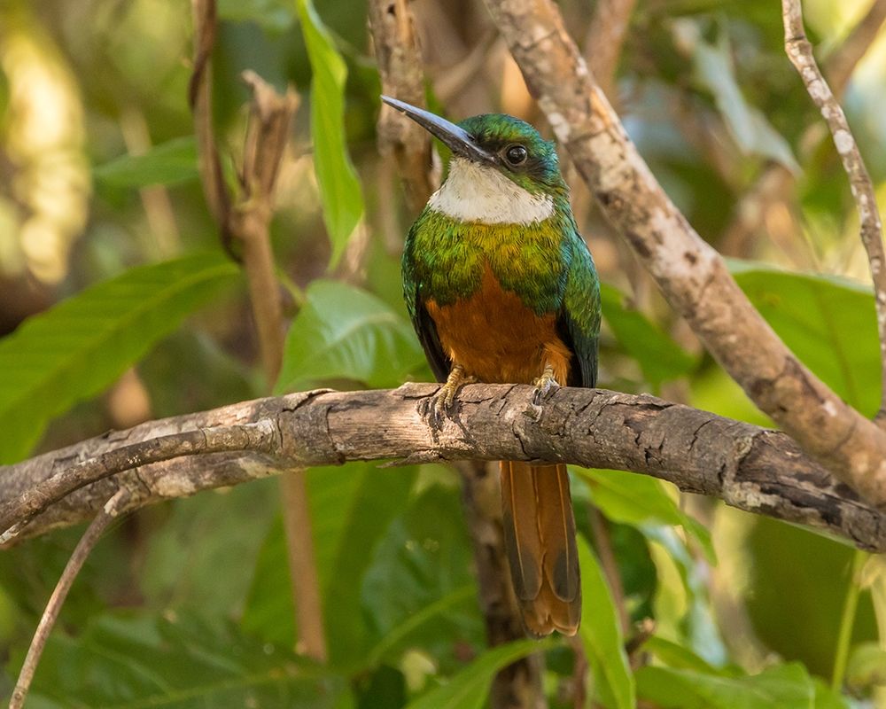 Brazil-Pantanal Rufous-tailed jacamar bird on limb